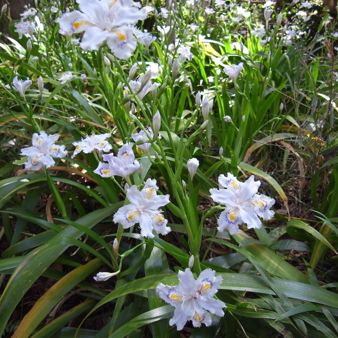 Iris japonica 'Eco Easter' ~ Eco Easter Fringed Iris-ServeScape