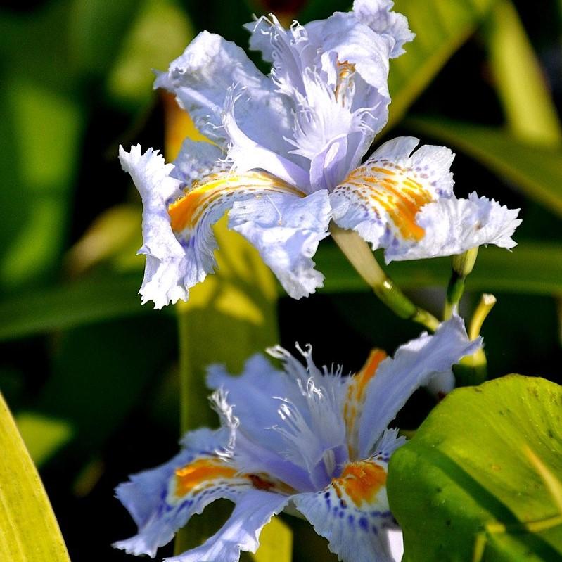 Iris japonica 'Eco Easter' ~ Eco Easter Fringed Iris-ServeScape