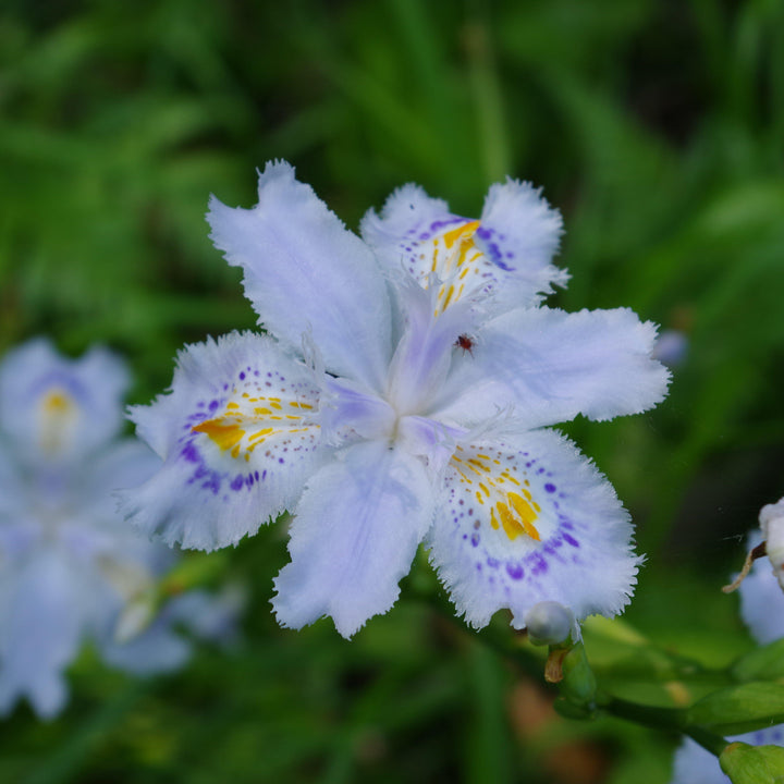 Iris japonica 'Eco Easter' ~ Eco Easter Fringed Iris-ServeScape