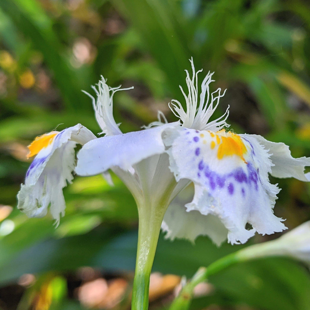 Iris japonica 'Eco Easter' ~ Eco Easter Fringed Iris-ServeScape