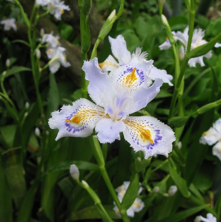 Iris japonica 'Eco Easter' ~ Eco Easter Fringed Iris-ServeScape
