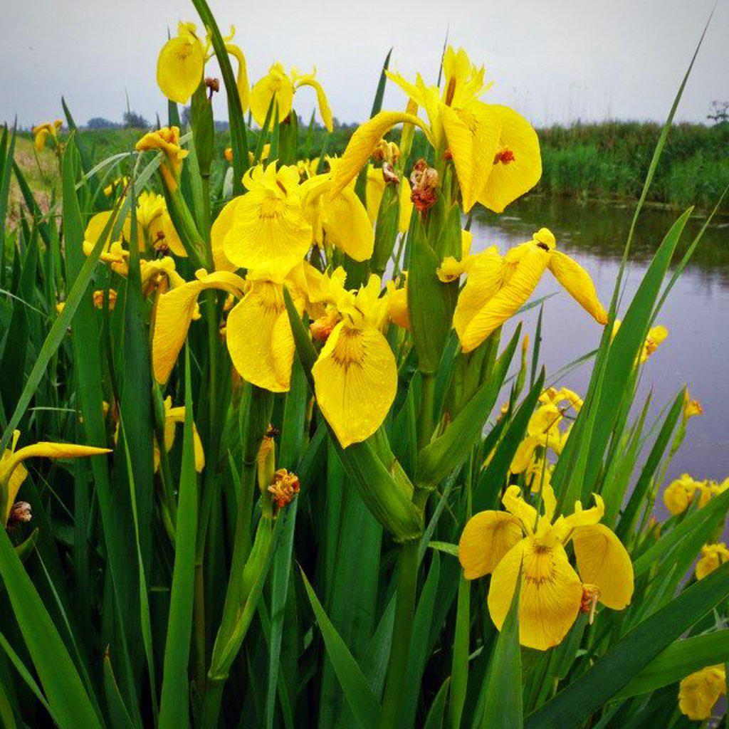 Iris pseudacorus ~ Yellow Flag Iris