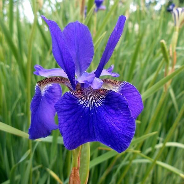 Iris siberica 'Royal Blue' ~ Royal Blue Siberian Iris-ServeScape