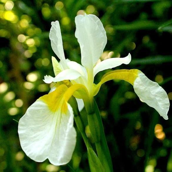 Iris sibirica 'White Swirl' ~ White Swirl Siberian Iris - Delivered By ServeScape