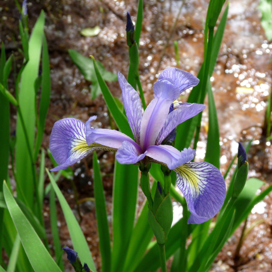 Iris versicolor ~ Northern Blue Flag Iris, Harlequin Blue Flag-ServeScape