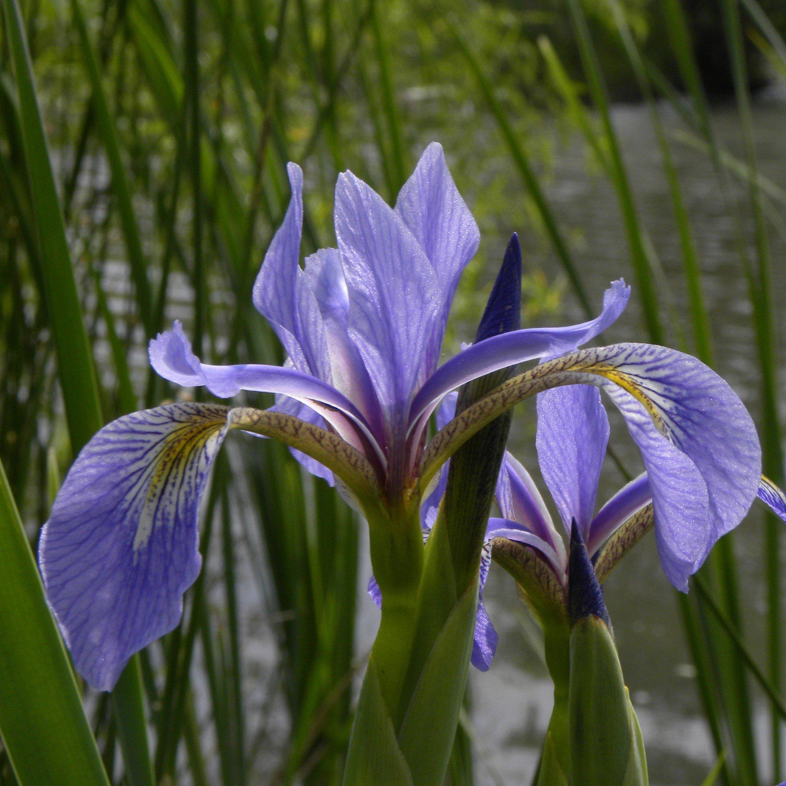 Iris versicolor ~ Northern Blue Flag Iris, Harlequin Blue Flag-ServeScape