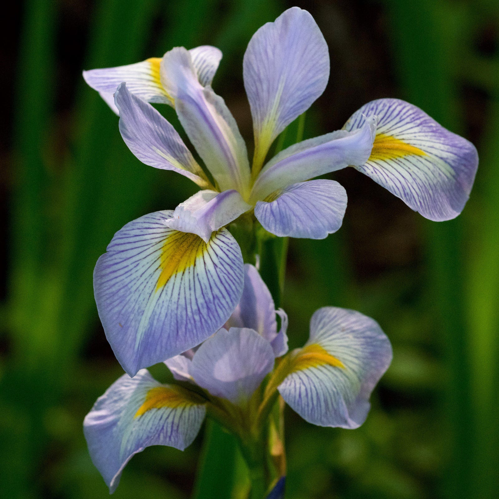 Iris virginica ~ Southern Blue Flag - Delivered By ServeScape