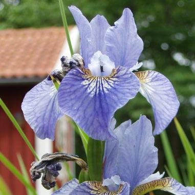 Iris siberica 'Cape Cod Boys' ~ Cape Cod Boys Siberian Iris-ServeScape