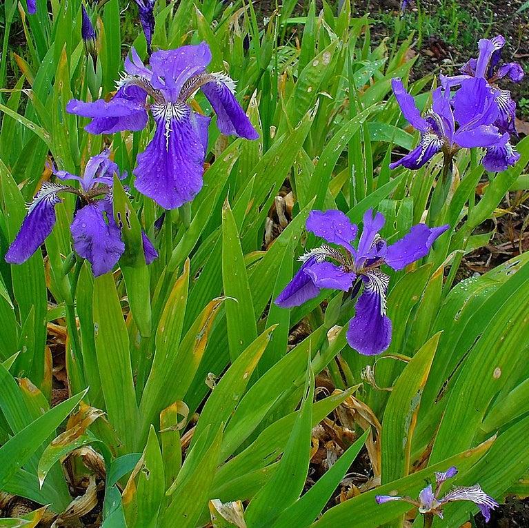 Iris tectorum ~ Japanese Roof IIris-ServeScape