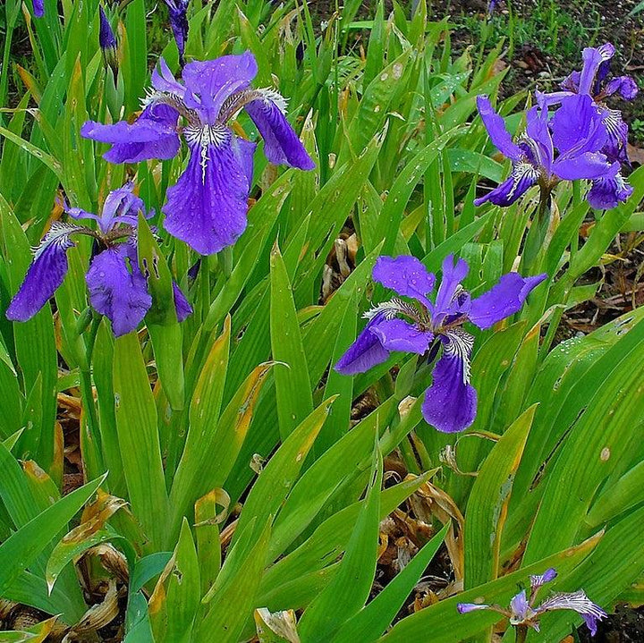 Iris tectorum ~ Japanese Roof IIris-ServeScape