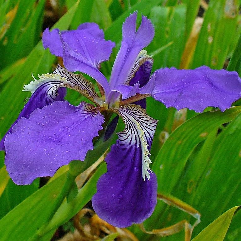 Iris tectorum ~ Japanese Roof IIris-ServeScape