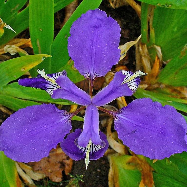 Iris tectorum ~ Japanese Roof IIris-ServeScape