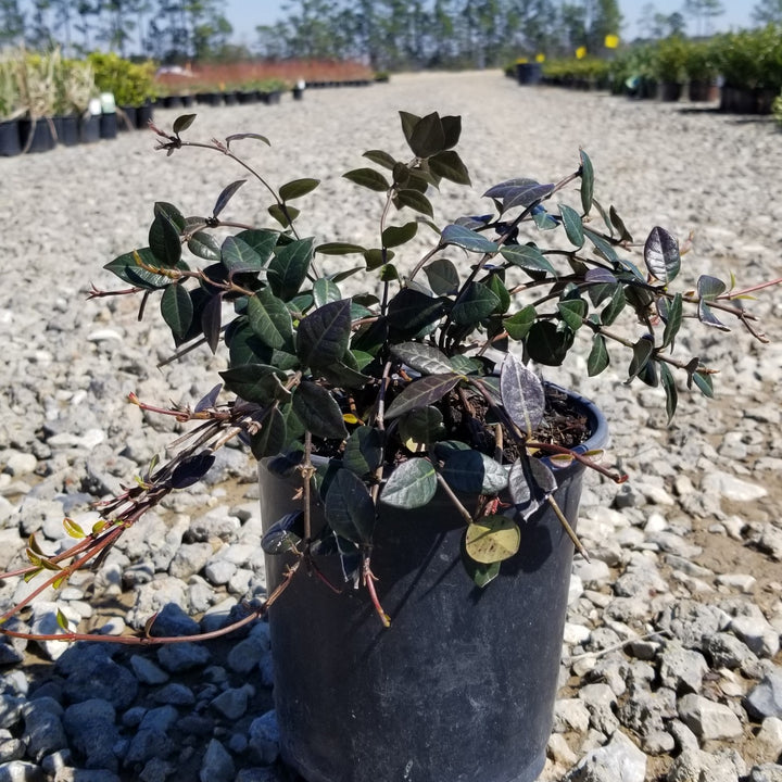 Trachelospermum asiaticum ~ Asiatic Jasmine-ServeScape