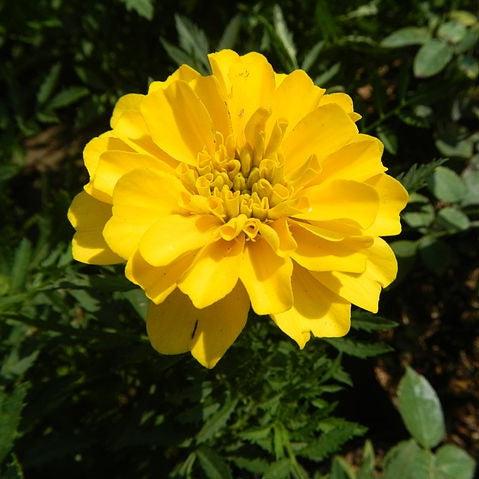 Tagetes patula 'PAS97727' ~ Durango® Yellow French Marigold-ServeScape
