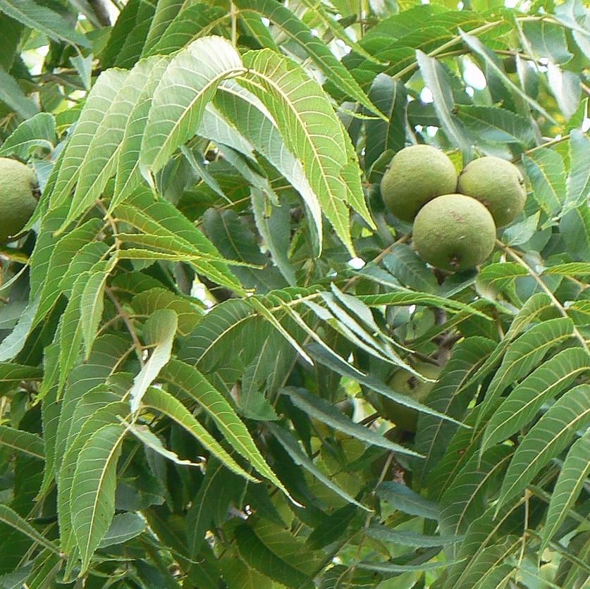 Juglans nigra ~ Black Walnut-ServeScape