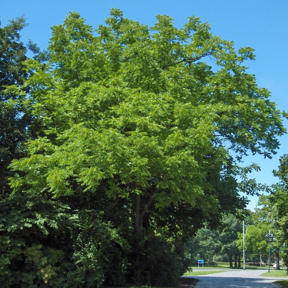 Juglans nigra ~ Black Walnut-ServeScape