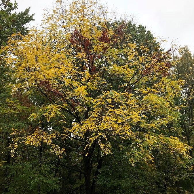 Juglans nigra ~ Black Walnut-ServeScape