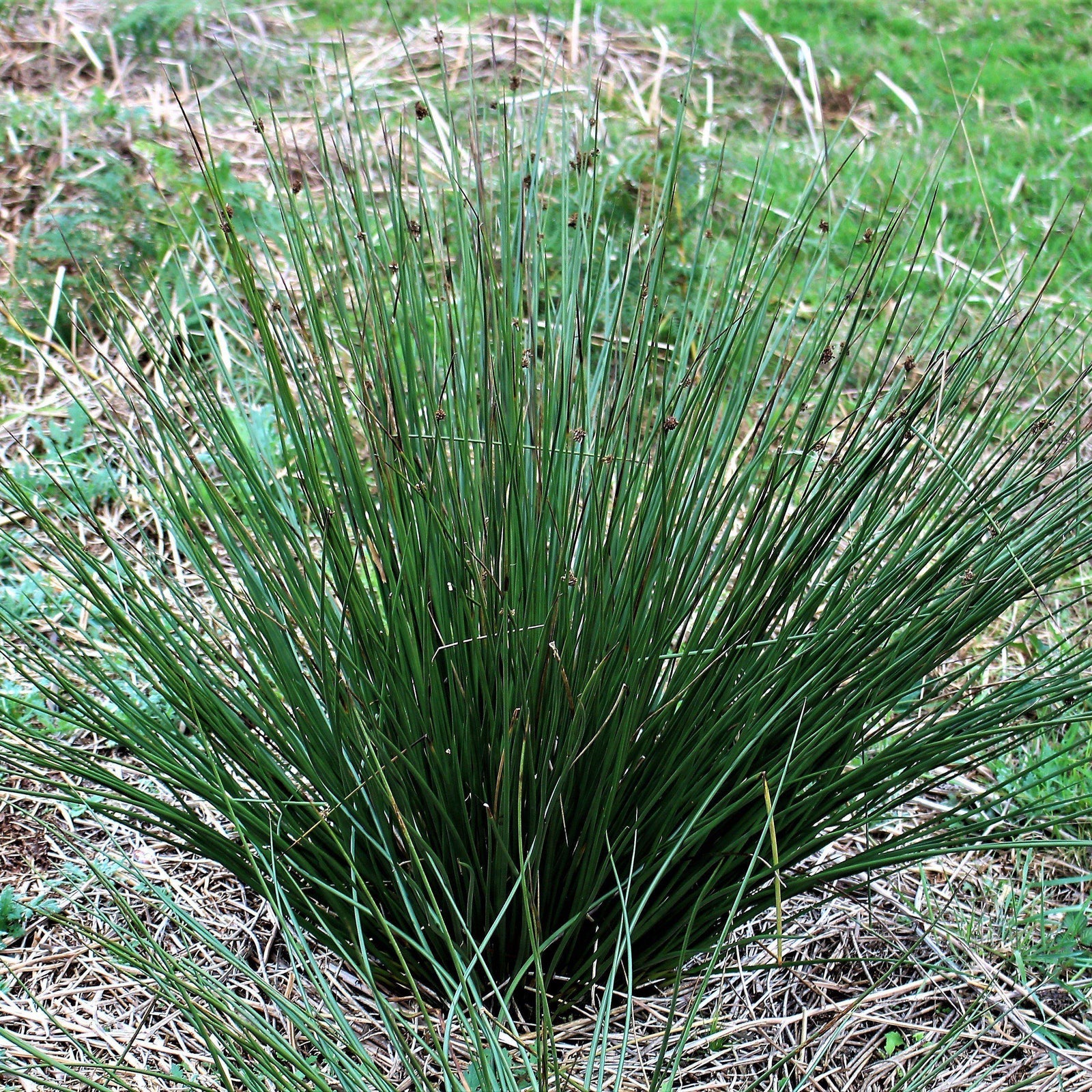 Juncus effusus ~ Soft Rush - Delivered By ServeScape