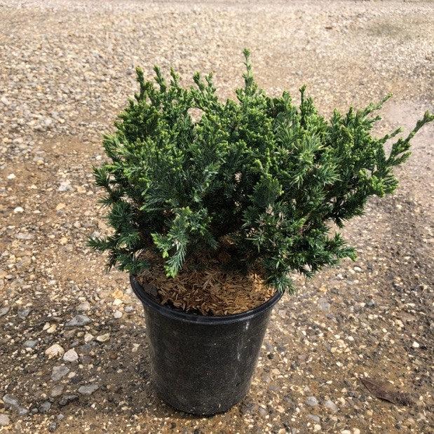 Juniperus squamata expansa 'Parsonii' ~ Parson's Juniper-ServeScape
