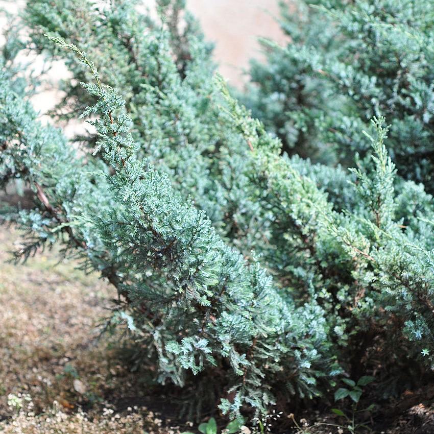 Juniperus chinensis 'Angelica Blue' ~ Angelica Blue Juniper-ServeScape
