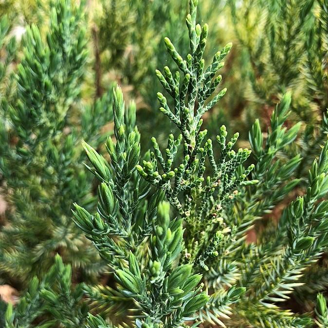Juniperus chinensis 'Blue Point' ~ Blue Point Juniper-ServeScape