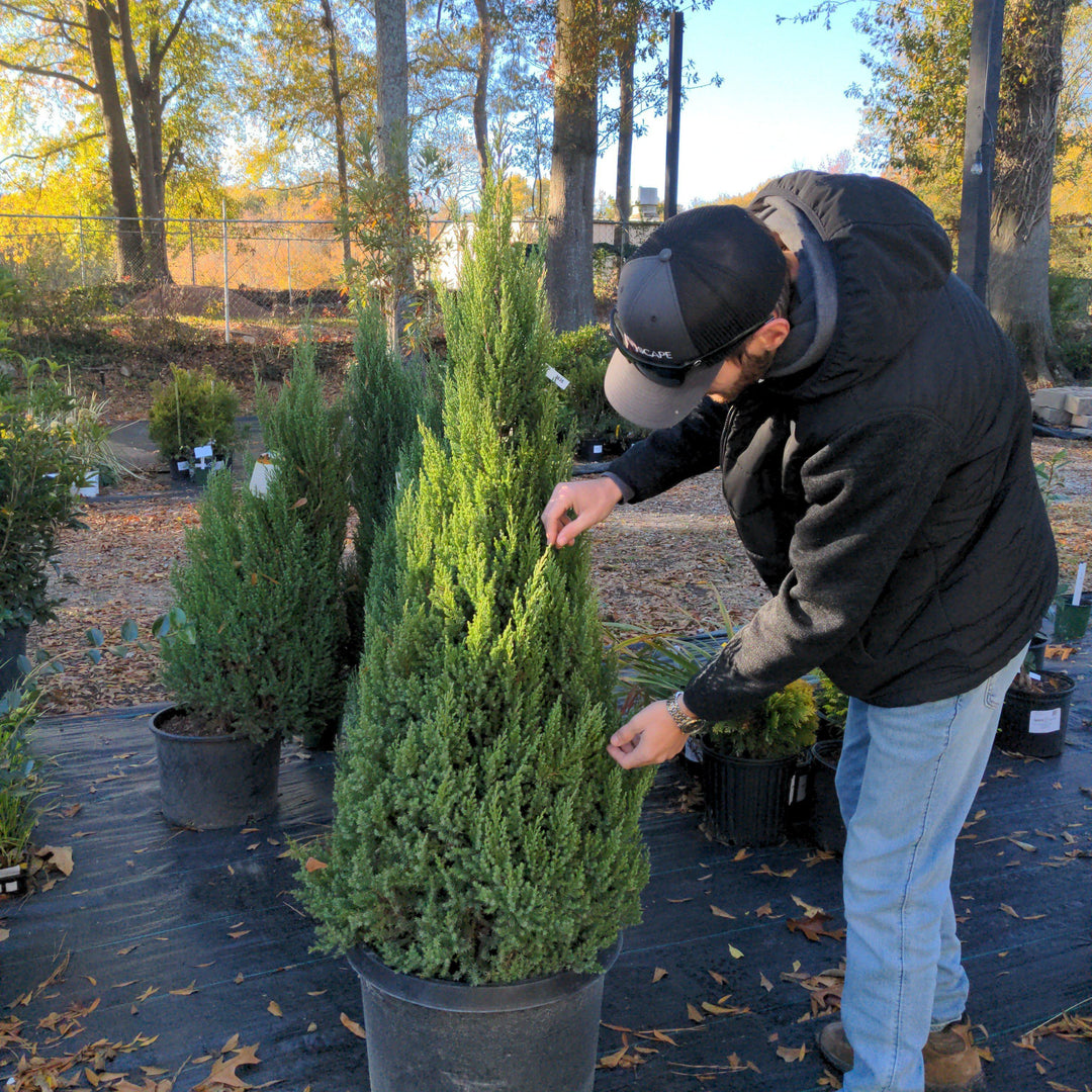 Juniperus chinensis 'Blue Point' ~ Blue Point Juniper-ServeScape