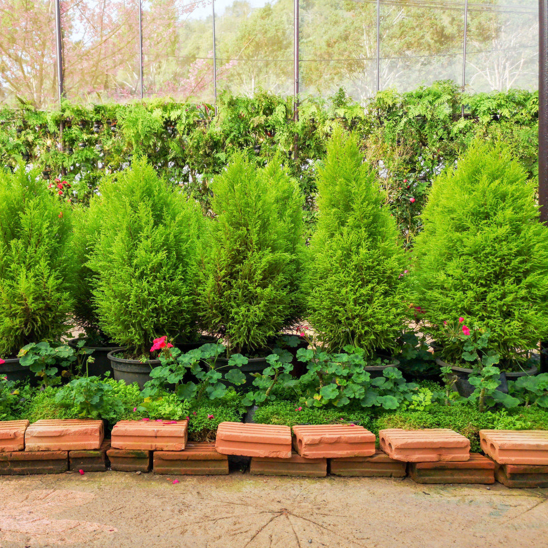 Juniperus chinensis 'Hetzii Columnaris' ~ Green Columnar Juniper - Delivered By ServeScape