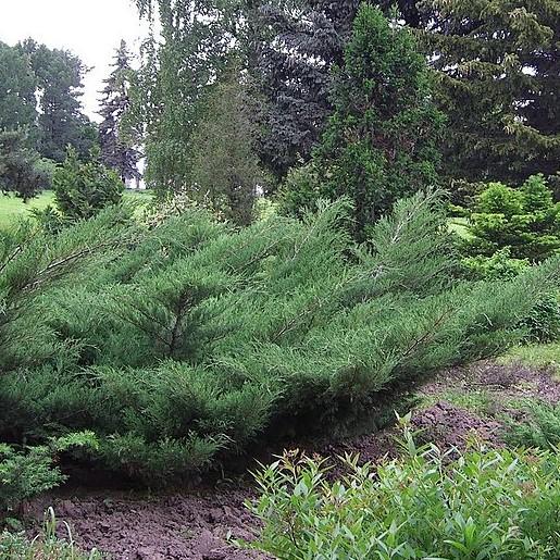 Juniperus chinensis 'Nicks Compact' ~ Nick's Compact Juniper-ServeScape