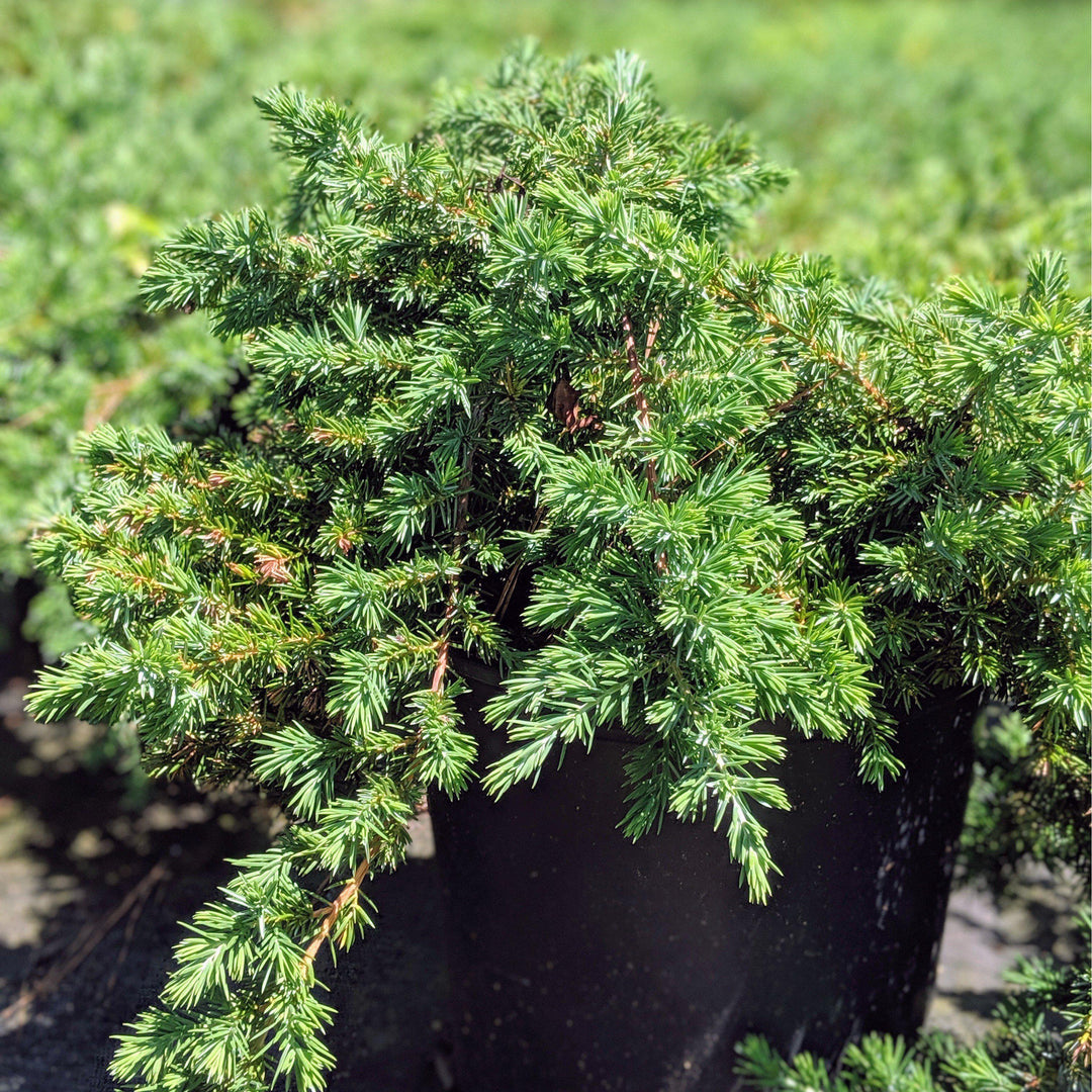 Juniperus chinensis 'Pfitzeriana Compacta' ~ Compact Pfitzer Juniper - Delivered By ServeScape