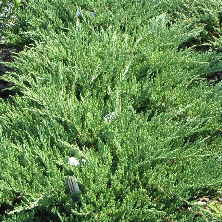 Juniperus chinensis 'Sargentii' ~ Sargent's Juniper - Delivered By ServeScape