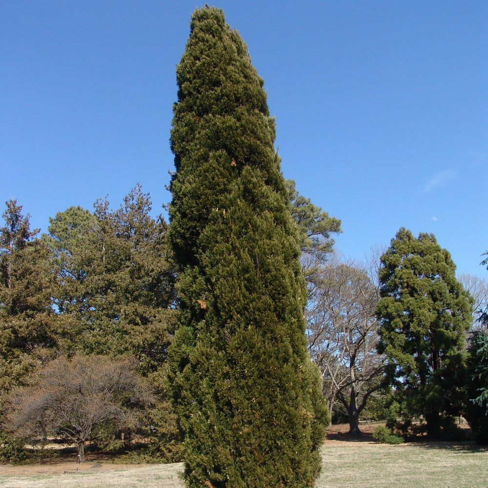 Juniperus chinensis 'Spartan' ~ Spartan Chinese Juniper - Delivered By ServeScape