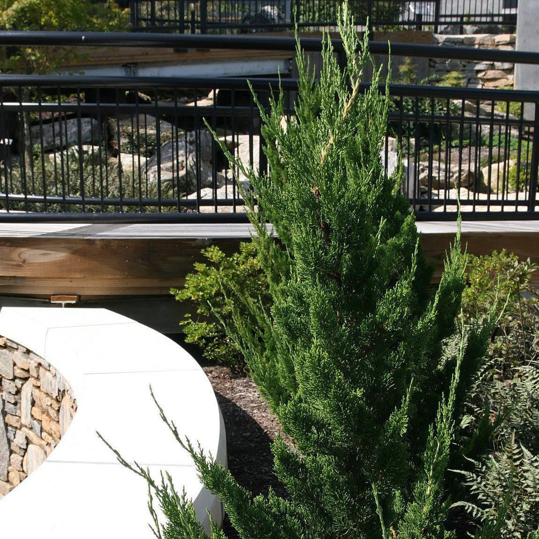 Juniperus chinensis 'Torulosa' ~ Hollywood Juniper-ServeScape
