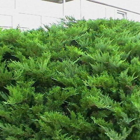 Juniperus chinensis sargentii 'Viridis' ~ Sargent Green Juniper-ServeScape