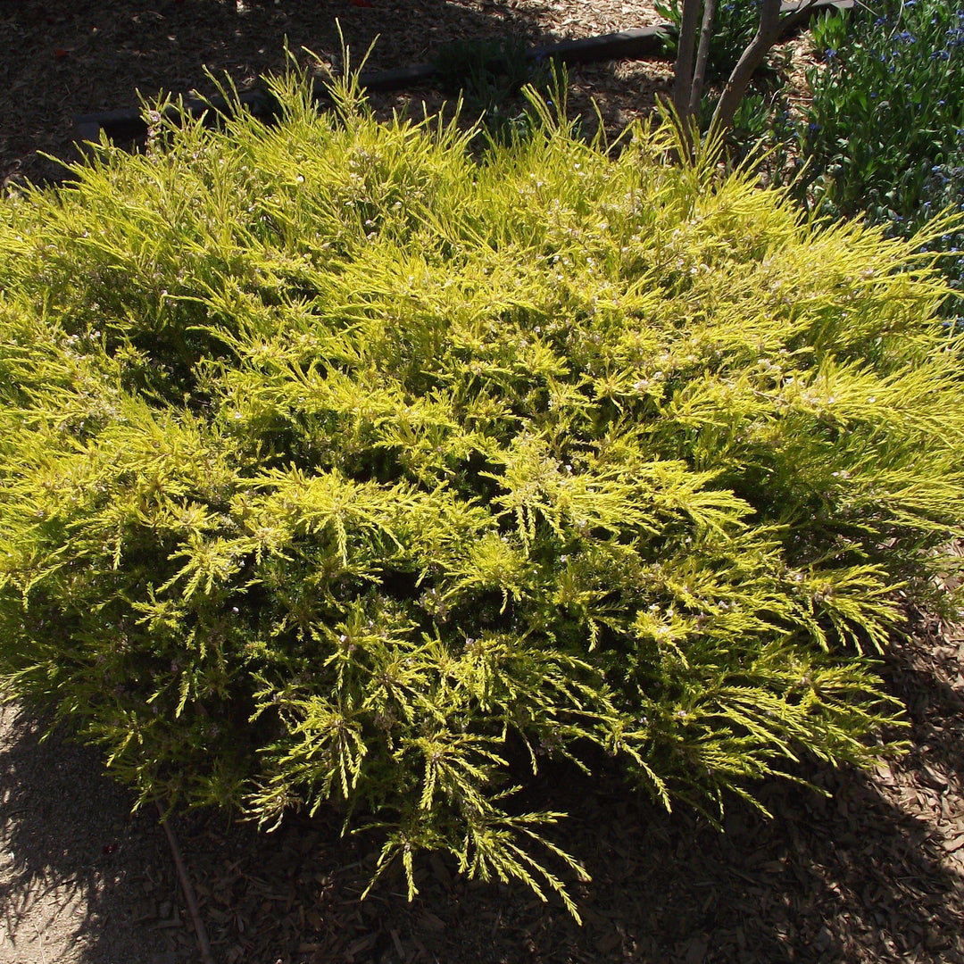 Juniperus conferta 'All Gold' ~ All Gold Juniper - Delivered By ServeScape