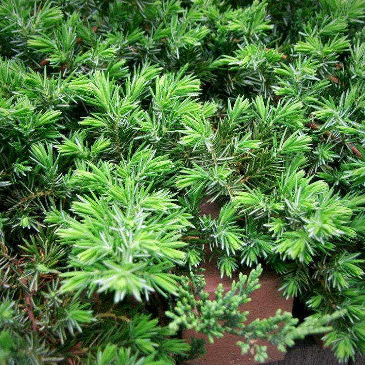 Juniperus conferta 'Blue Pacific' ~ Blue Pacific Shore Juniper - Delivered By ServeScape