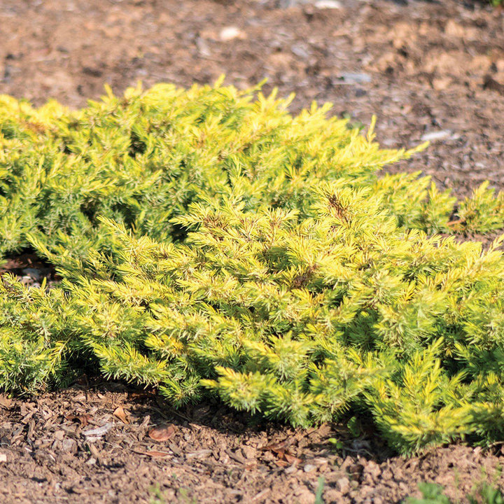 Juniperus conferta 'sPg-3-016' ~ Golden Pacific™ Juniper-ServeScape