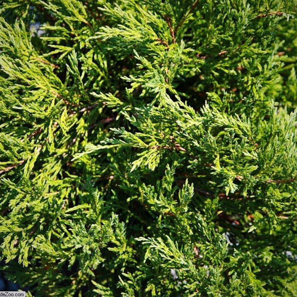 Juniperus horizontalis 'Andorra Compacta' ~ Compact Andorra Juniper - Delivered By ServeScape