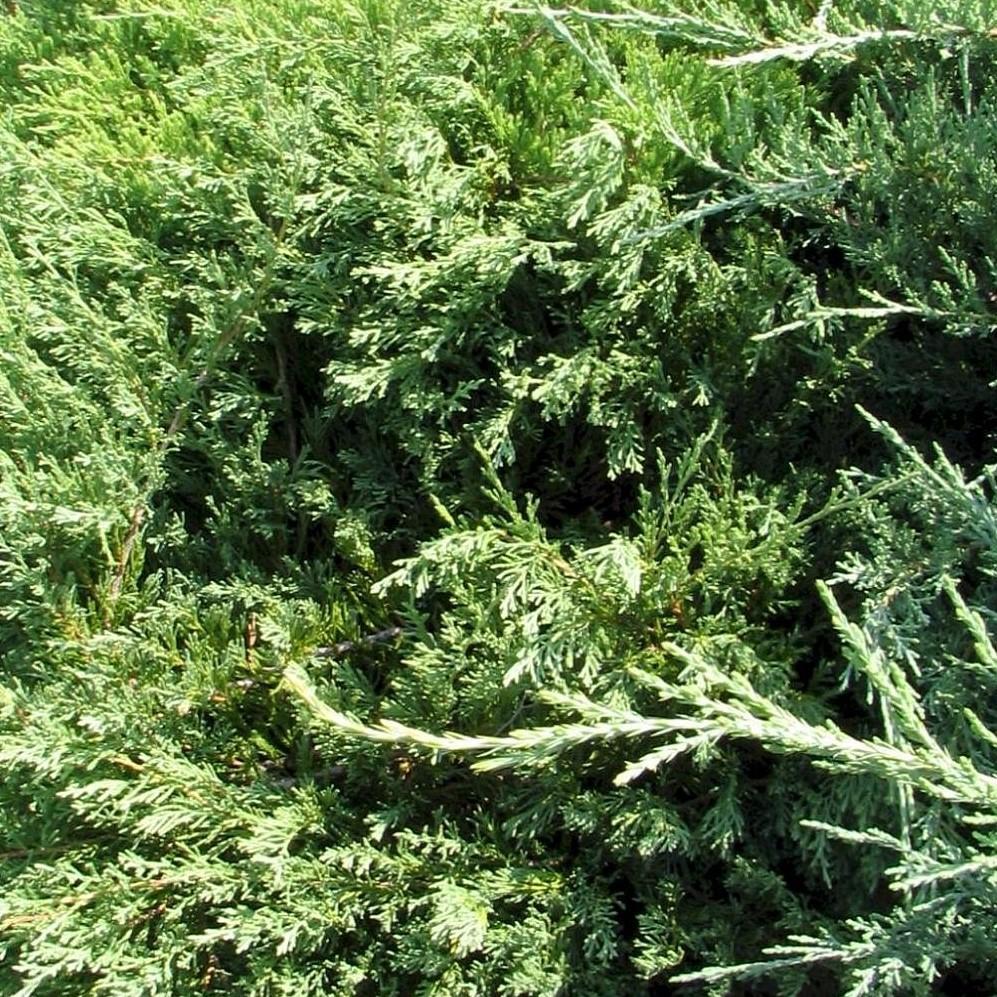 Juniperus horizontalis 'Plumosa Compacta' ~ Compact Creeping Juniper-ServeScape