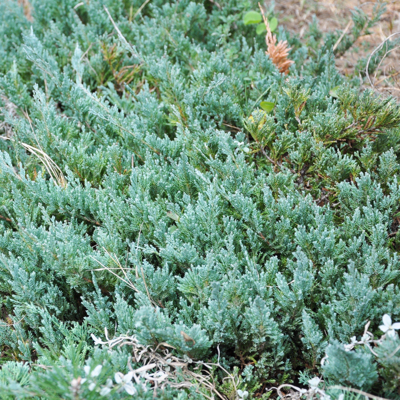 Juniperus horizontalis 'Youngstown' ~ Youngstown Creeping Juniper-ServeScape