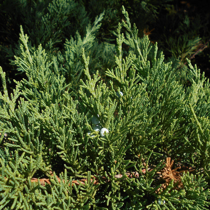 Juniperus squamata expansa 'Parsonii' ~ Parson's Juniper - Delivered By ServeScape