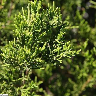 Juniperus virginiana 'Brodie' ~ Brodie Red Cedar - Delivered By ServeScape