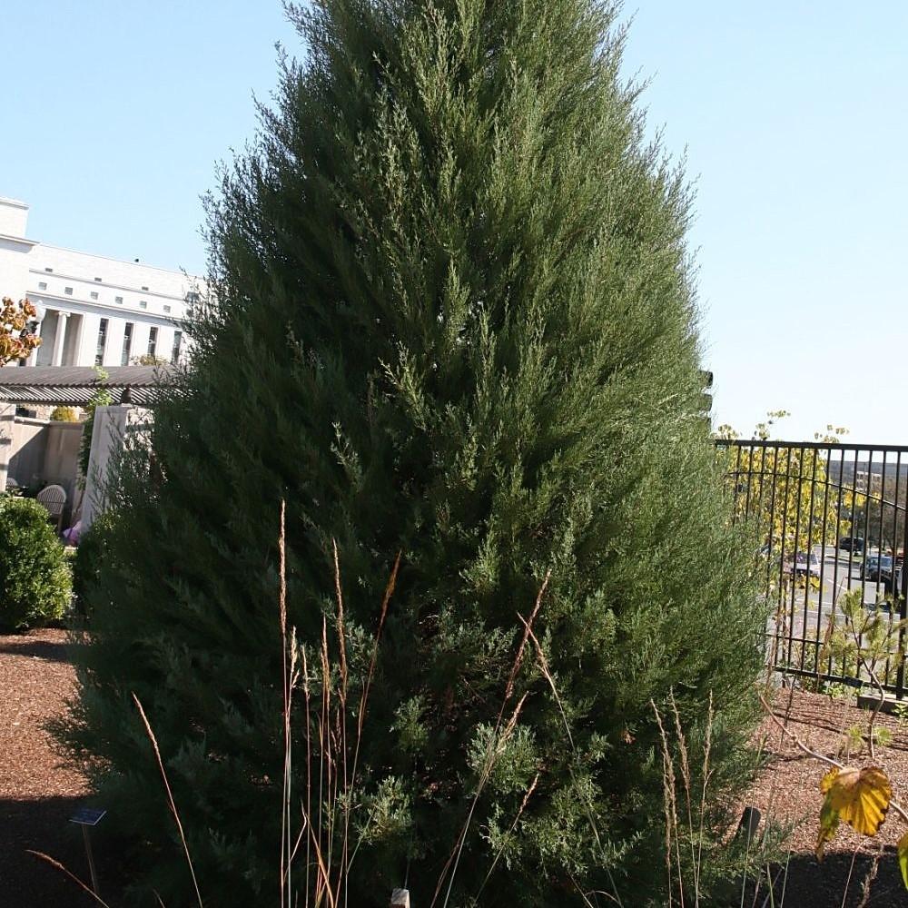 Juniperus virginiana 'Burkii' ~ Burkii Red Cedar - Delivered By ServeScape