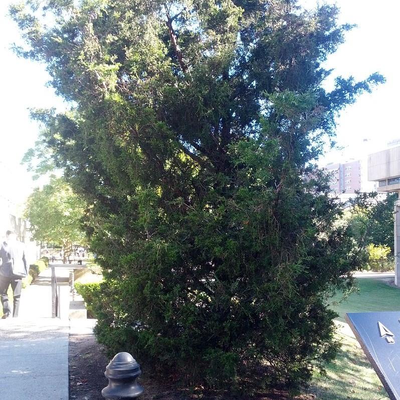 Juniperus virginiana 'Canaertii' ~ Canaertii Red Cedar-ServeScape