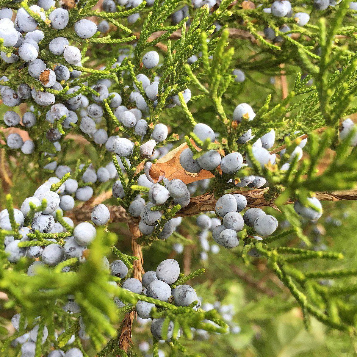 Juniperus virginiana ~ Eastern Red Cedar - Delivered By ServeScape