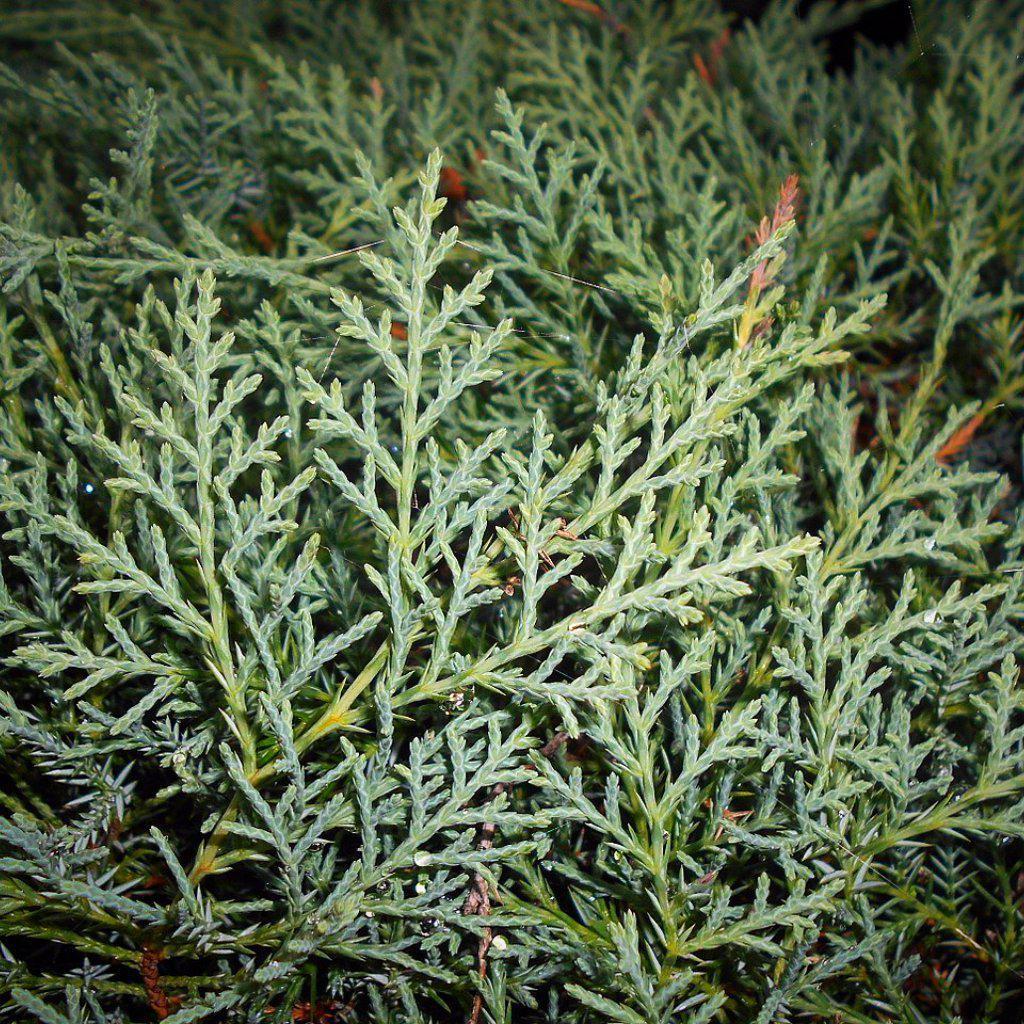 Juniperus virginiana 'Grey Owl' ~ Grey Owl Red Cedar - Delivered By ServeScape