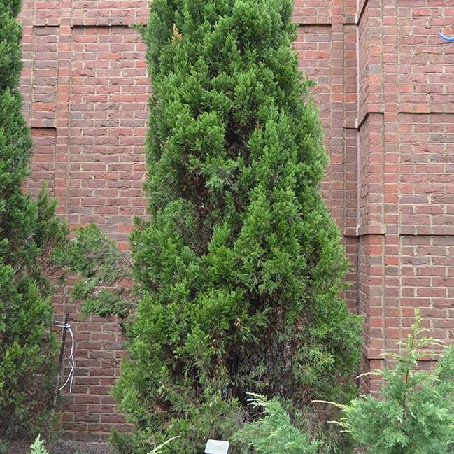 Juniperus virginiana 'Idyllwild' ~ Idyllwild Juniper - Delivered By ServeScape