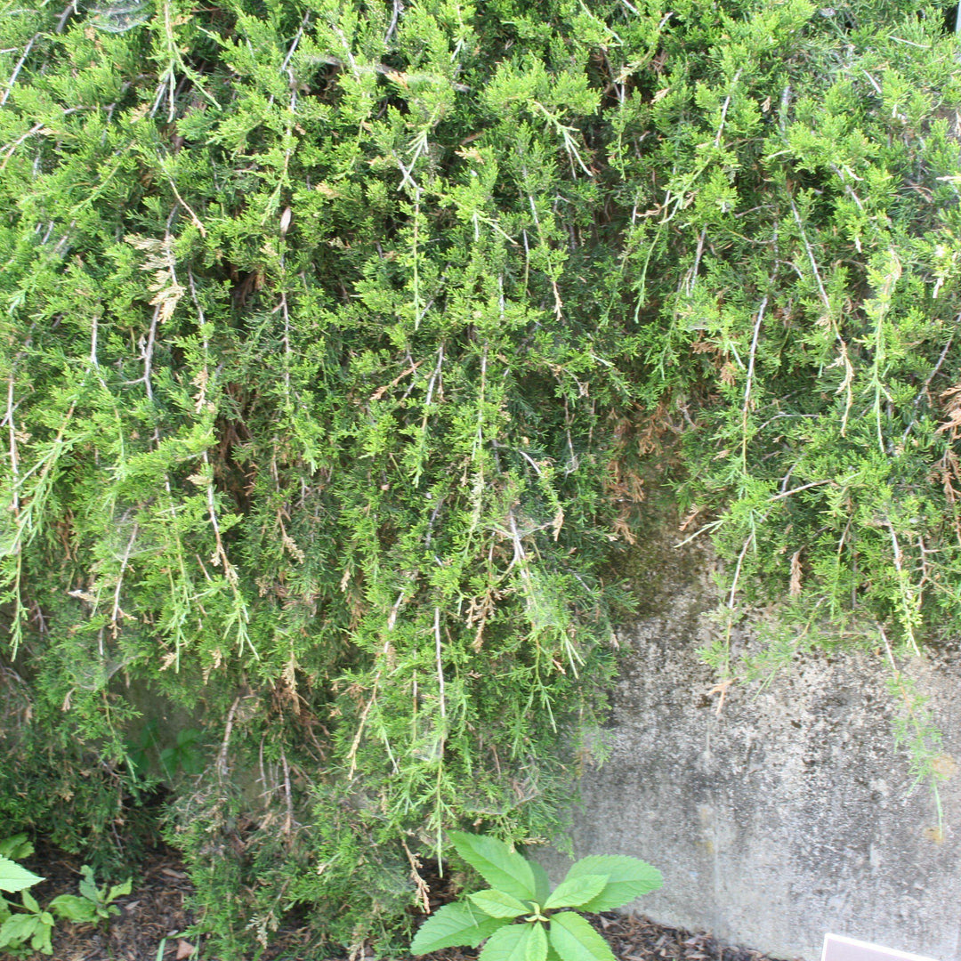 Juniperus virginiana 'Pendula' ~ Weeping Red Cedar-ServeScape