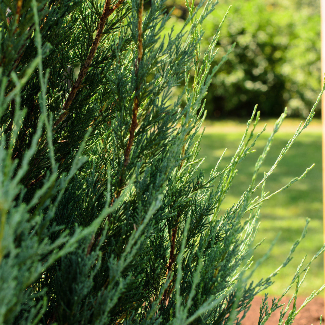 Juniperus virginiana 'Skyrocket' ~ Skyrocket Juniper-ServeScape