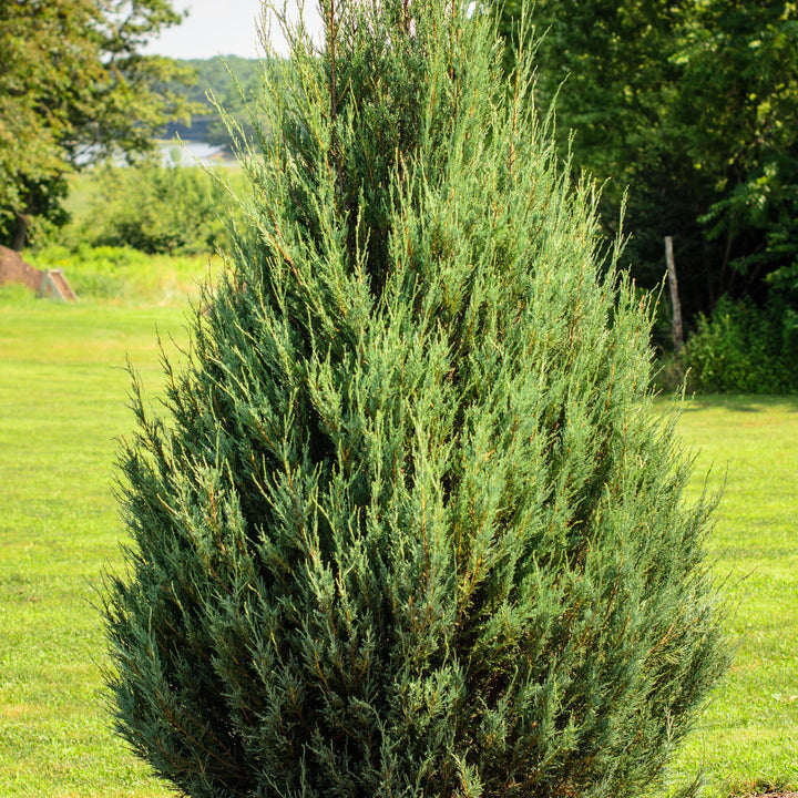 Juniperus virginiana 'Skyrocket' ~ Skyrocket Juniper-ServeScape