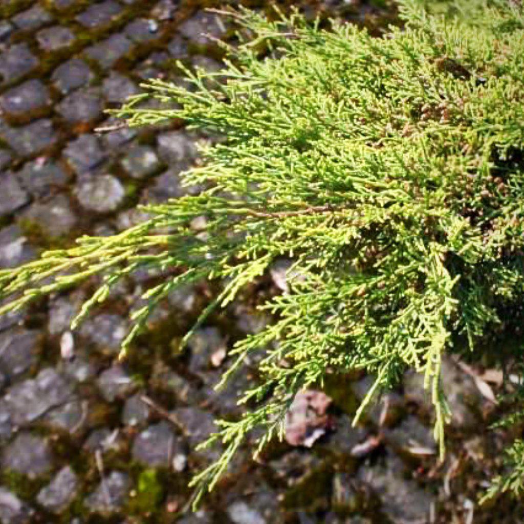 Juniperus × pfitzeriana 'Old Gold ~ Old Gold Pfitzer Juniper - Delivered By ServeScape